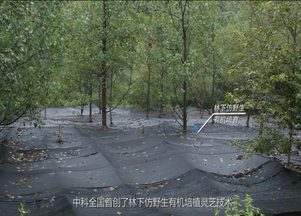 中科安徽黄山GAP灵芝种植基地